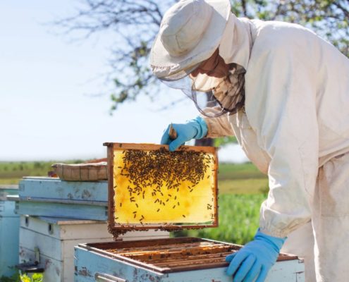 SUNY IRV Beekeeping Courses