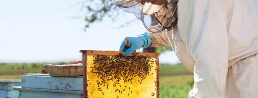 SUNY IRV Beekeeping Courses