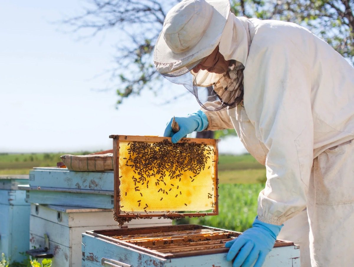 Free Advanced Beekeeping Course