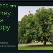 The Journey of a Canopy with Michael Mahanna
