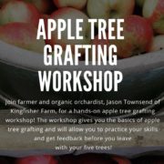 Apple Tree Grafting Workshop