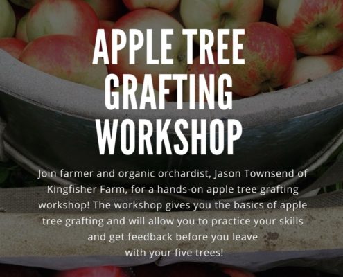 Apple Tree Grafting Workshop