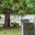 Oneida County History Center to Host "New Forest Cemetery" with Sara Mohr