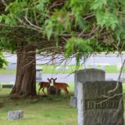 Oneida County History Center to Host "New Forest Cemetery" with Sara Mohr