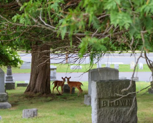 Oneida County History Center to Host "New Forest Cemetery" with Sara Mohr