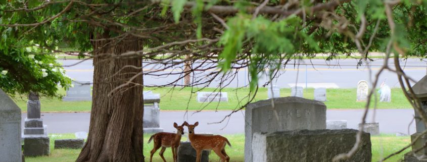 Oneida County History Center to Host "New Forest Cemetery" with Sara Mohr