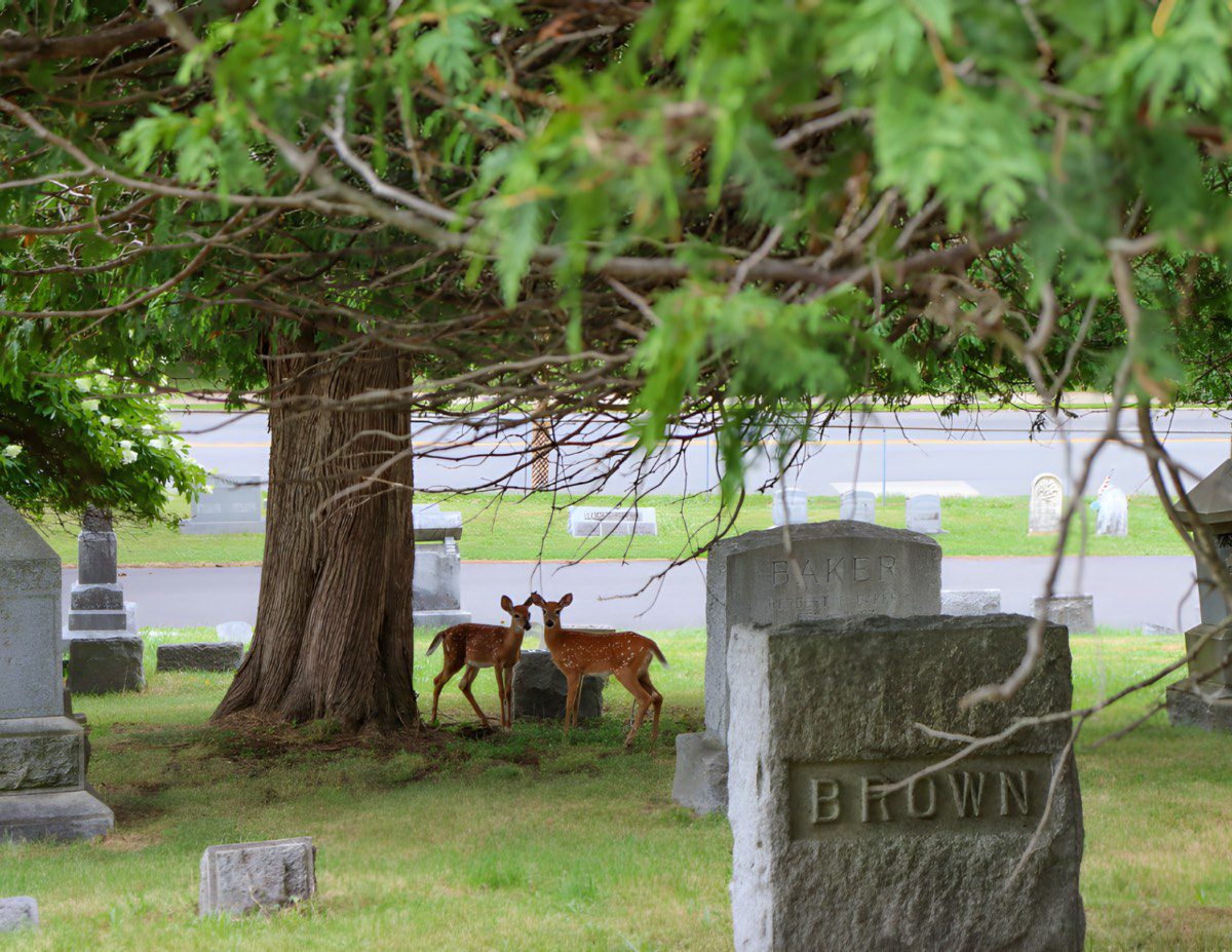 Oneida County History Center to Host "New Forest Cemetery" with Sara Mohr