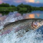 Rainbow Trout