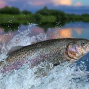 Rainbow Trout