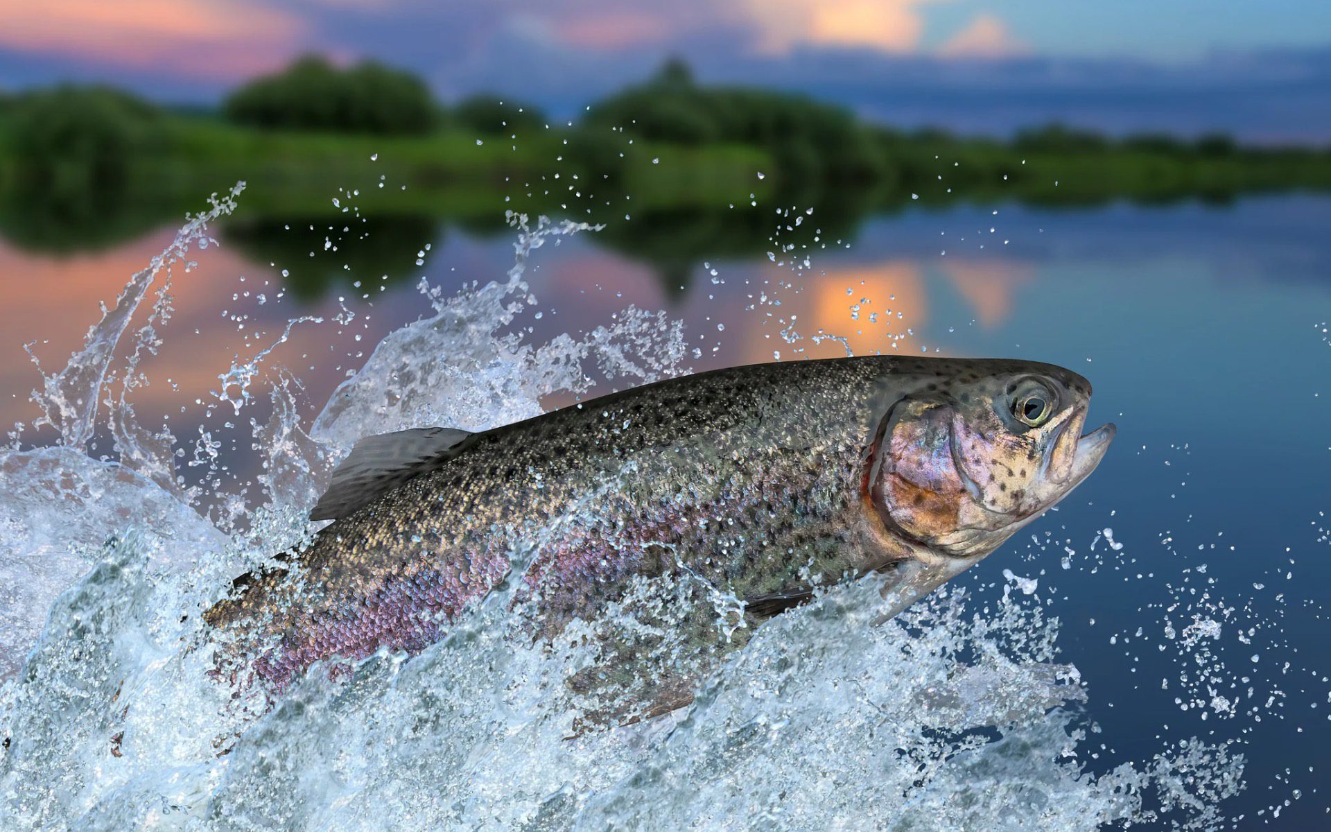 Rainbow Trout
