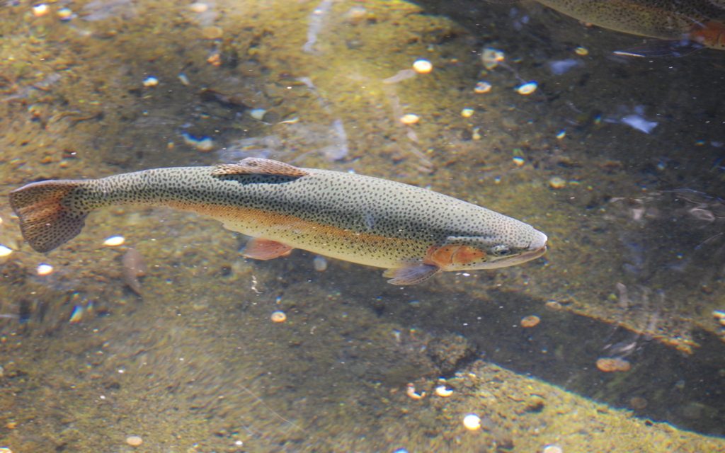 Rainbow Trout