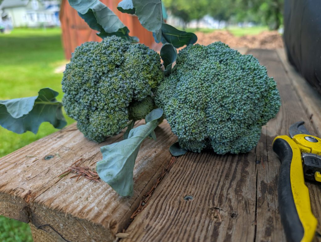 Harvest June 2025 Harvest June 2025