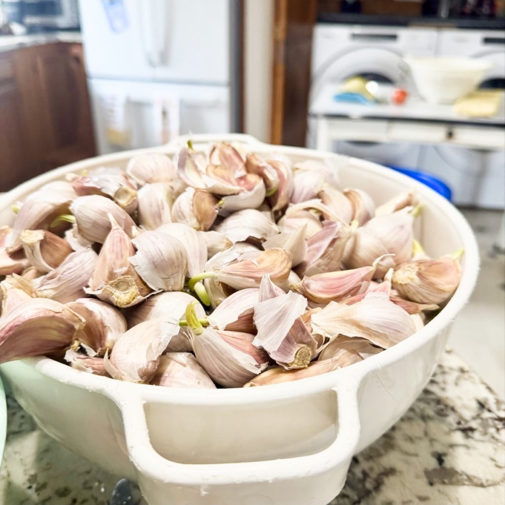 Is Your Stored Garlic Starting to Sprout?