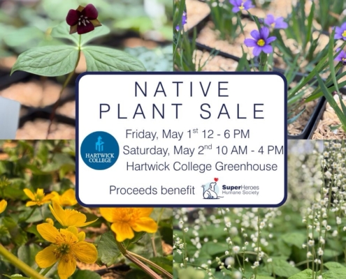 Hartwick College 2026 Native Plant Sale