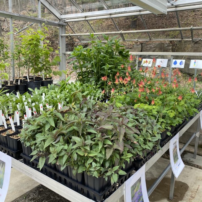 Hartwick College 2026 Native Plant Sale