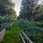Ilion Community Garden