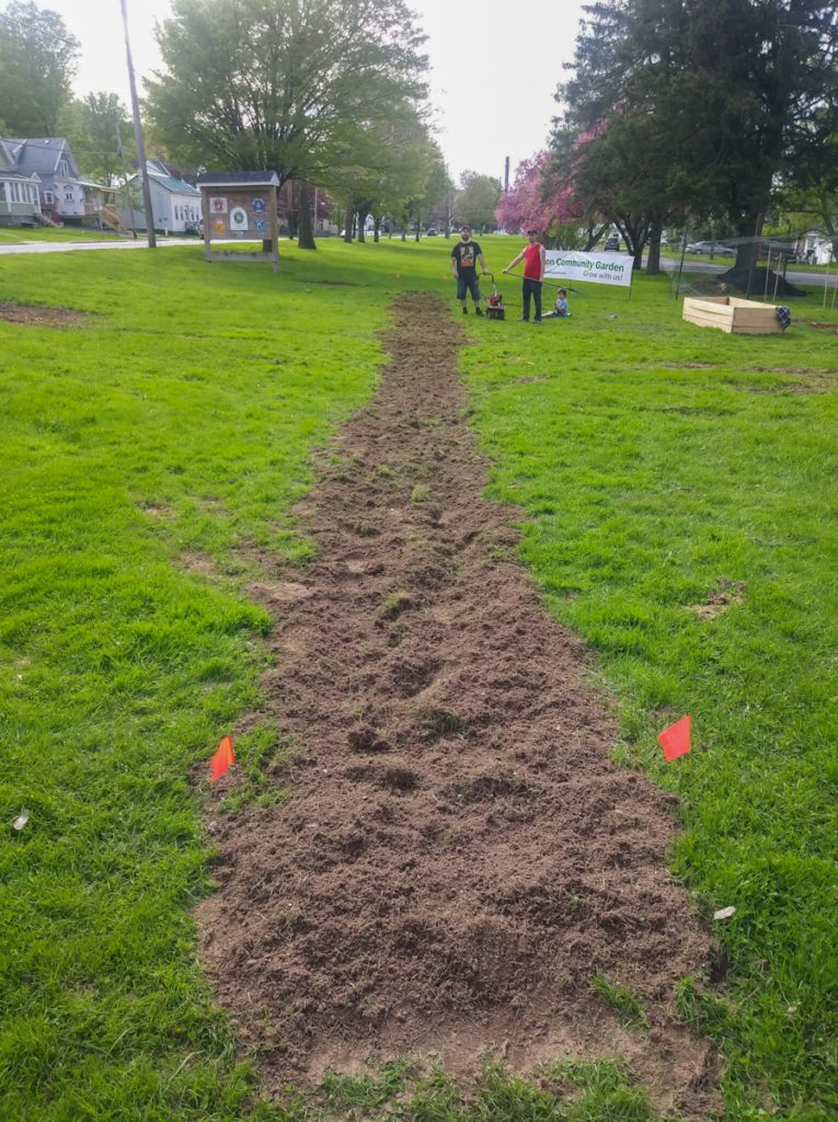 Pollinator strip 2019