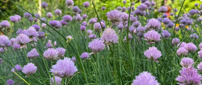 Mohawk Valley Today Featured Weekend Events