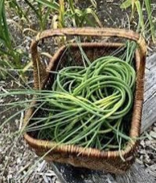 It’s Almost Time for the Scapes Recipes from CCE Herkimer County Master Gardener Volunteers
