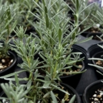 Lavender Barn Plant Sale