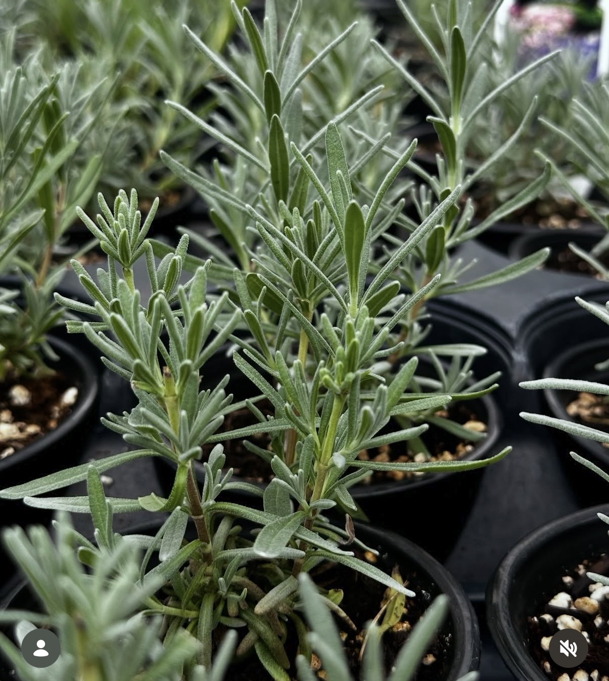 Lavender Barn Plant Sale