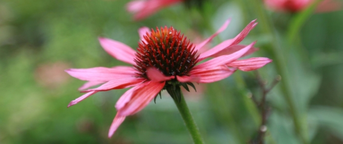 Mohawk Valley Today Featured Weekend Events