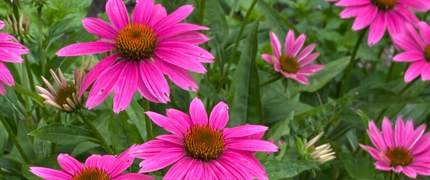 Mohawk Valley Today Featured Weekend Events