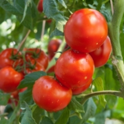 Preserve Your Tomato Harvest by Nancy Noonan