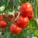 Preserve Your Tomato Harvest by Nancy Noonan