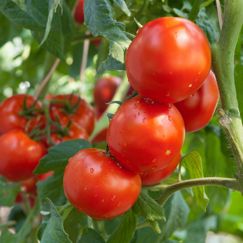 Preserve Your Tomato Harvest by Nancy Noonan